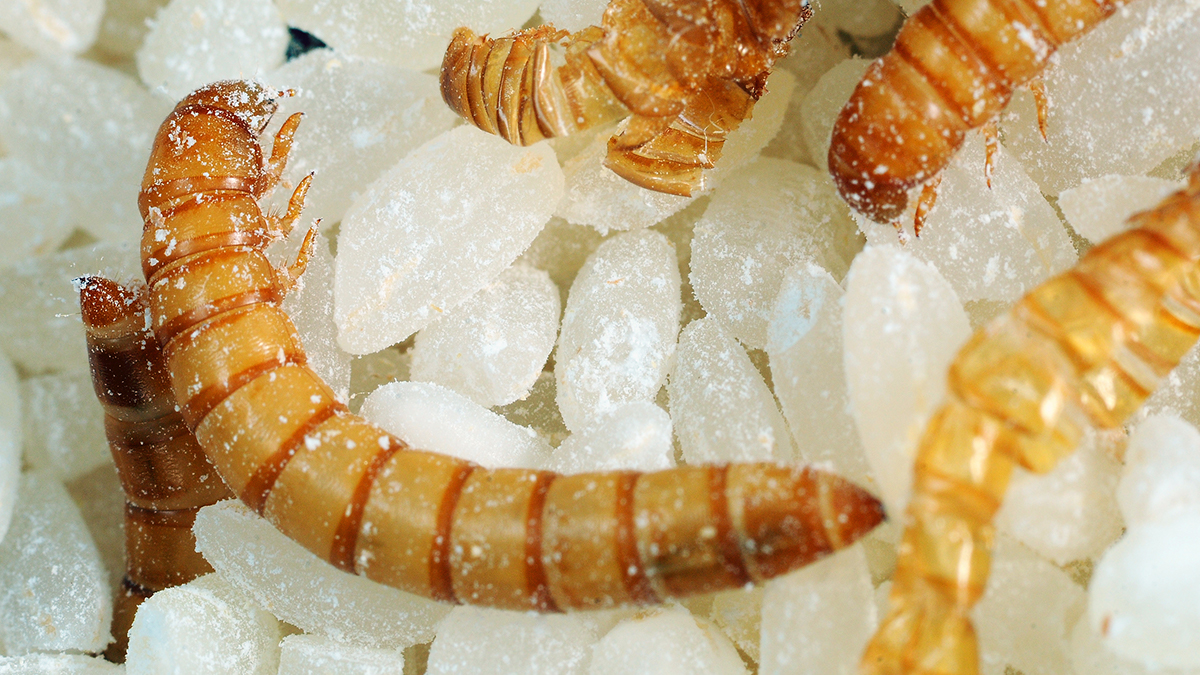 Mealworms are the larval form of the mealworm beetle